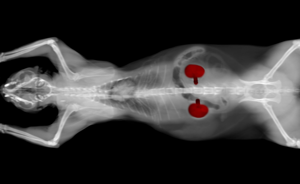 x-ray of a cat with red spots